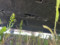 preview Audi A3 #4